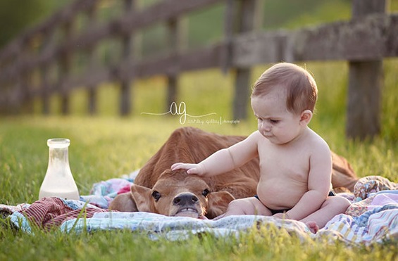 cow-baby-sitter